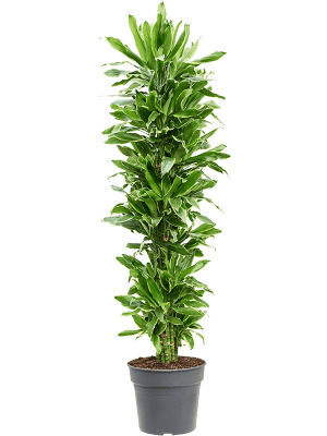 Dracaena fragrans 'Golden Coast'