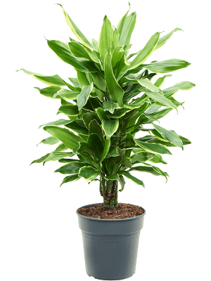 plante dracaena fragrans Dracaena fragrans 'Golden Coast'