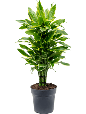 
                  
                    Dracaena fragrans 'Golden Coast'
                  
                