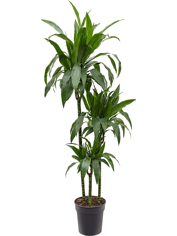 
                  
                    Dracaena fragrans Janet Craig
                  
                