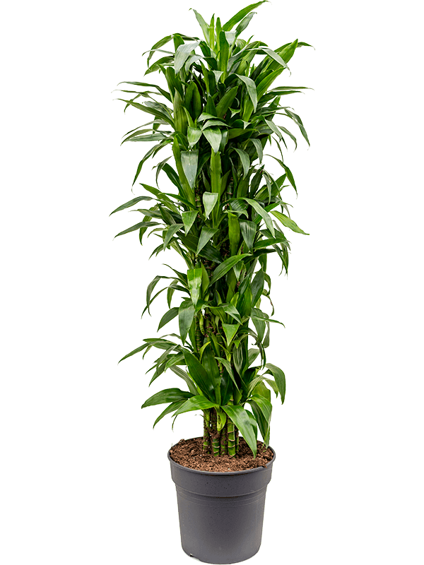 
                  
                    Dracaena fragrans Janet Craig
                  
                