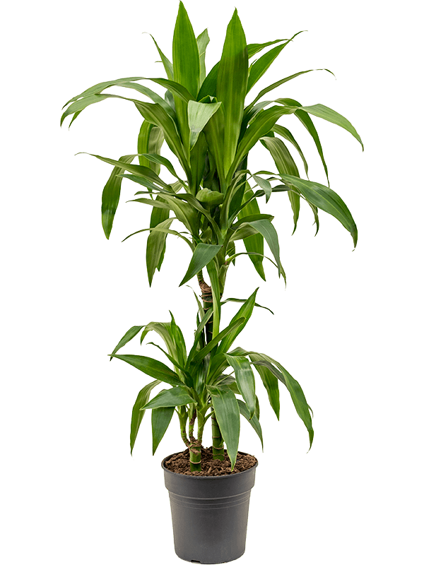 
                  
                    Dracaena fragrans Janet Craig
                  
                