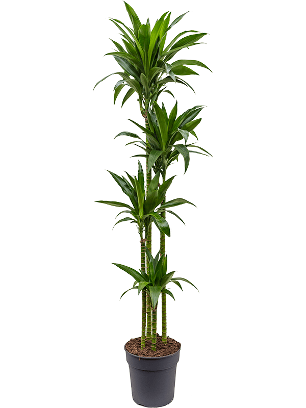 Dracaena fragrans Janet Craig
