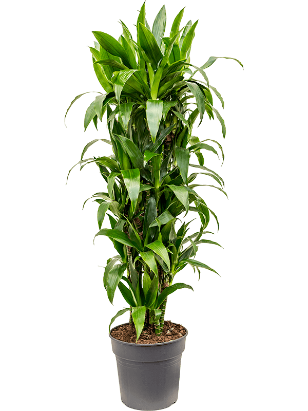 
                  
                    Dracaena fragrans Janet Craig
                  
                
