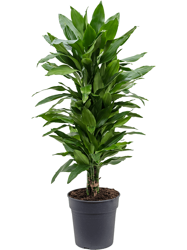 Dracaena fragrans Janet Lind