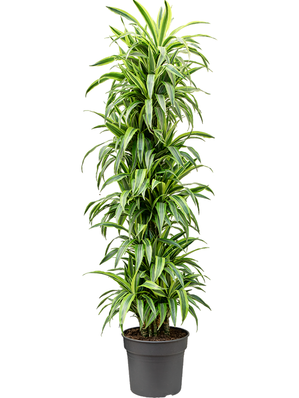 
                  
                    Dracaena fragrans Lemon Lime
                  
                