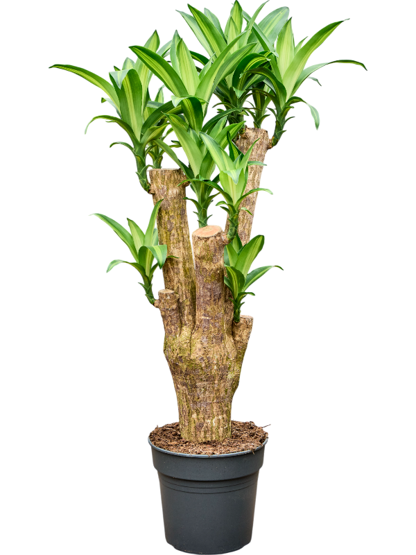 
                  
                    Dracaena fragrans 'Massangeana'
                  
                