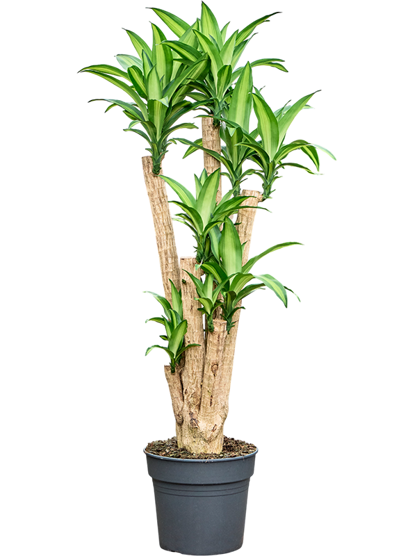 Dracaena fragrans 'Massangeana'.