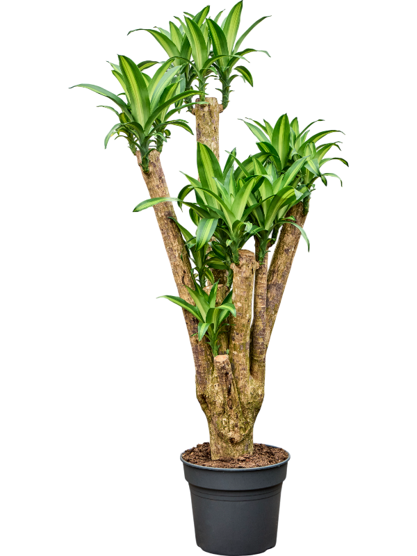 
                  
                    Dracaena fragrans Massangeana
                  
                