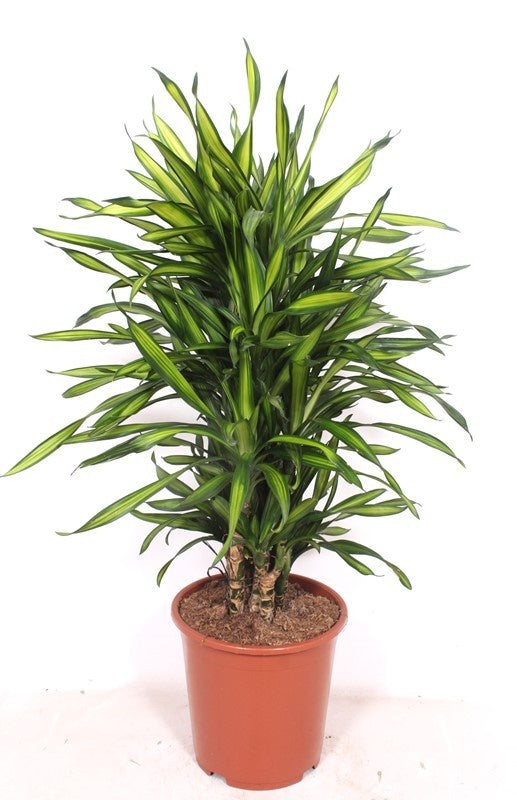 
                  
                    Dracaena fragrans Riki
                  
                