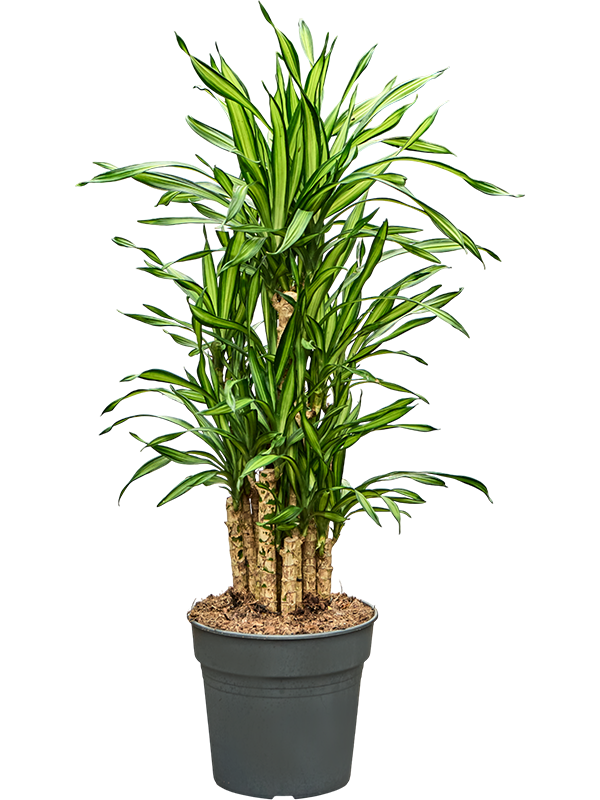 
                  
                    Dracaena fragrans Riki
                  
                