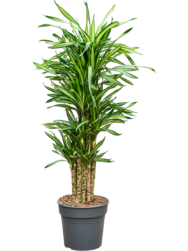 
                  
                    Dracaena fragrans Riki
                  
                