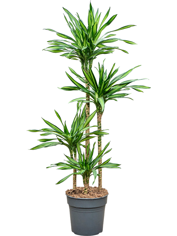 
                  
                    Dracaena fragrans Riki
                  
                