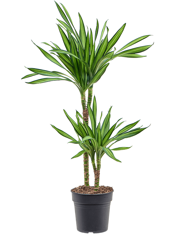 Dracaena fragrans Riki