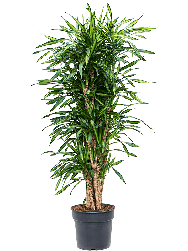 
                  
                    Dracaena fragrans Riki
                  
                
