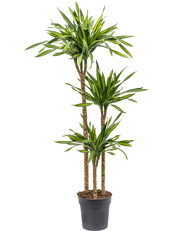 
                  
                    Dracaena fragrans Riki
                  
                