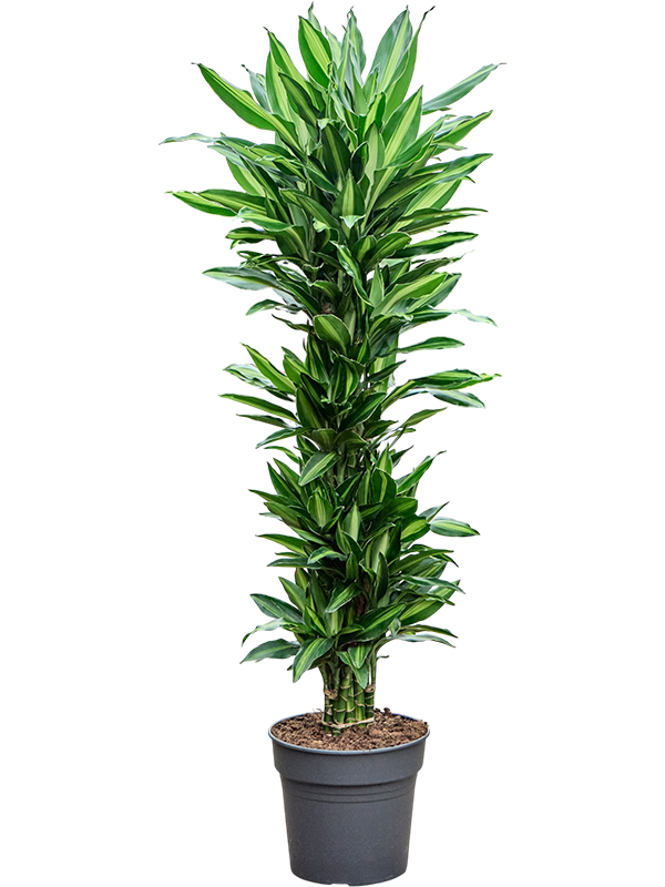 
                  
                    Dracaena fragrans Silindo
                  
                