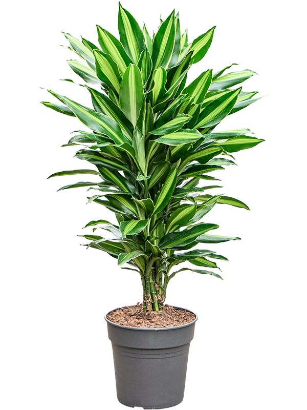 
                  
                    Dracaena fragrans Silindo
                  
                