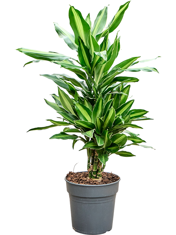
                  
                    Dracaena fragrans Silindo
                  
                
