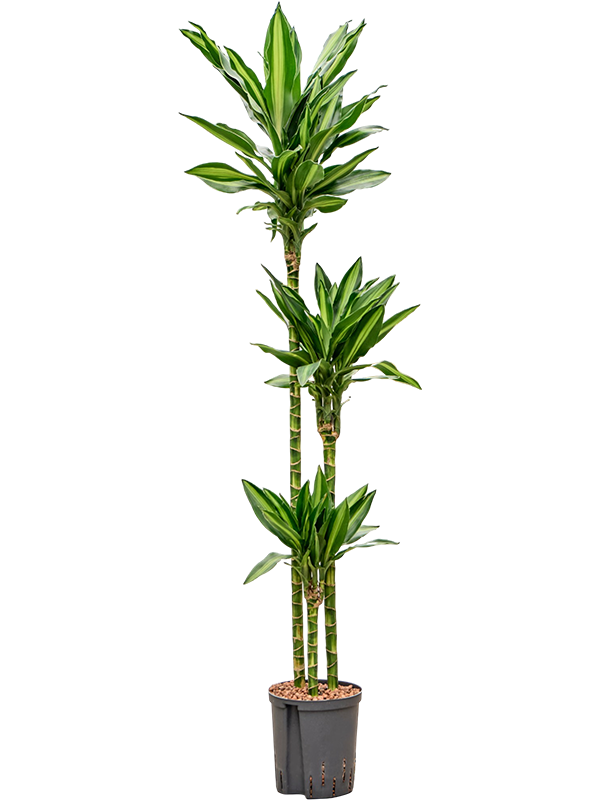 
                  
                    Dracaena fragrans Silindo
                  
                