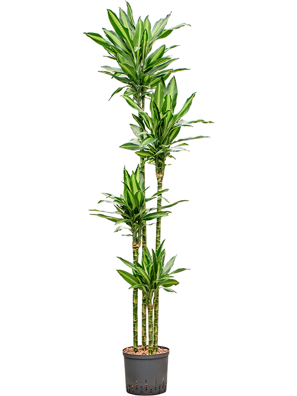 
                  
                    Dracaena fragrans Silindo
                  
                