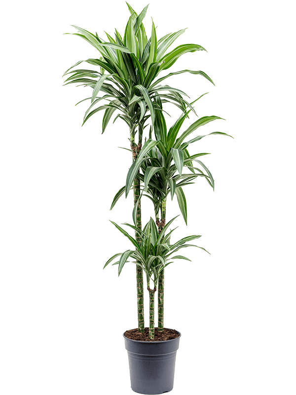 
                  
                    Dracaena fragrans Ulises
                  
                