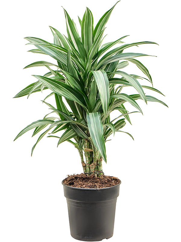 
                  
                    Dracaena fragrans Ulises
                  
                