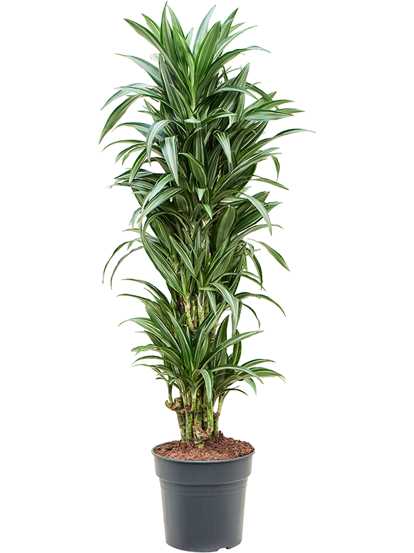 
                  
                    Dracaena fragrans Ulises
                  
                