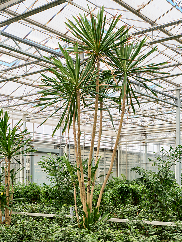 
                  
                    Dracaena gymea
                  
                