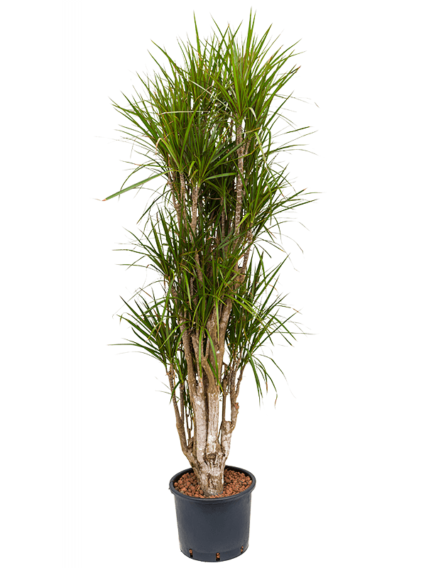
                  
                    Dracaena marginata
                  
                