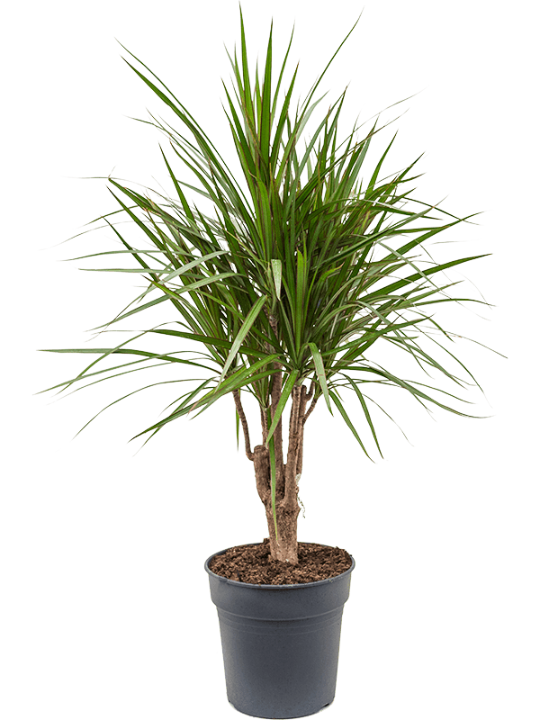 
                  
                    Dracaena marginata
                  
                
