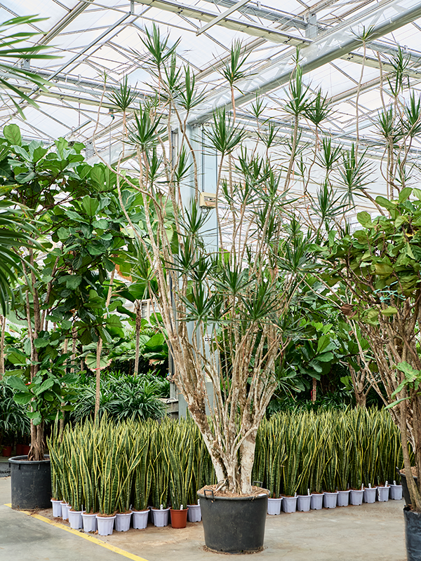 
                  
                    Dracaena marginata
                  
                