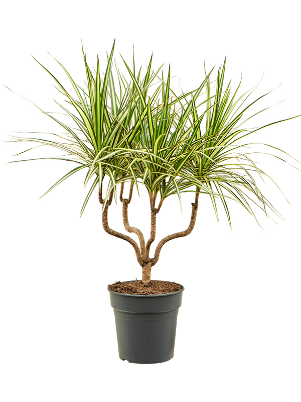 dracaena interieur Dracaena marginata Sunray