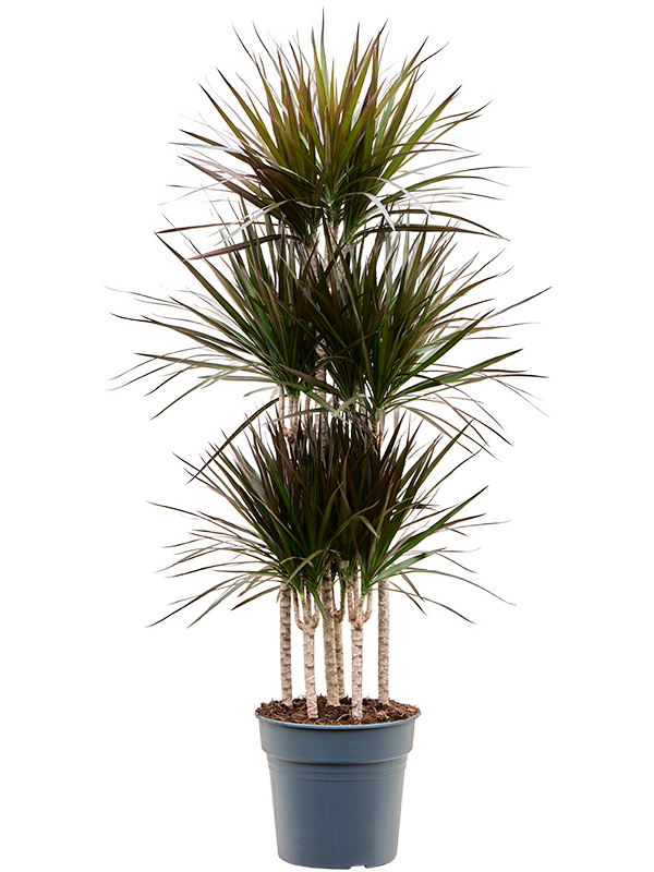 
                  
                    Dracaena marginata 'Magenta'
                  
                