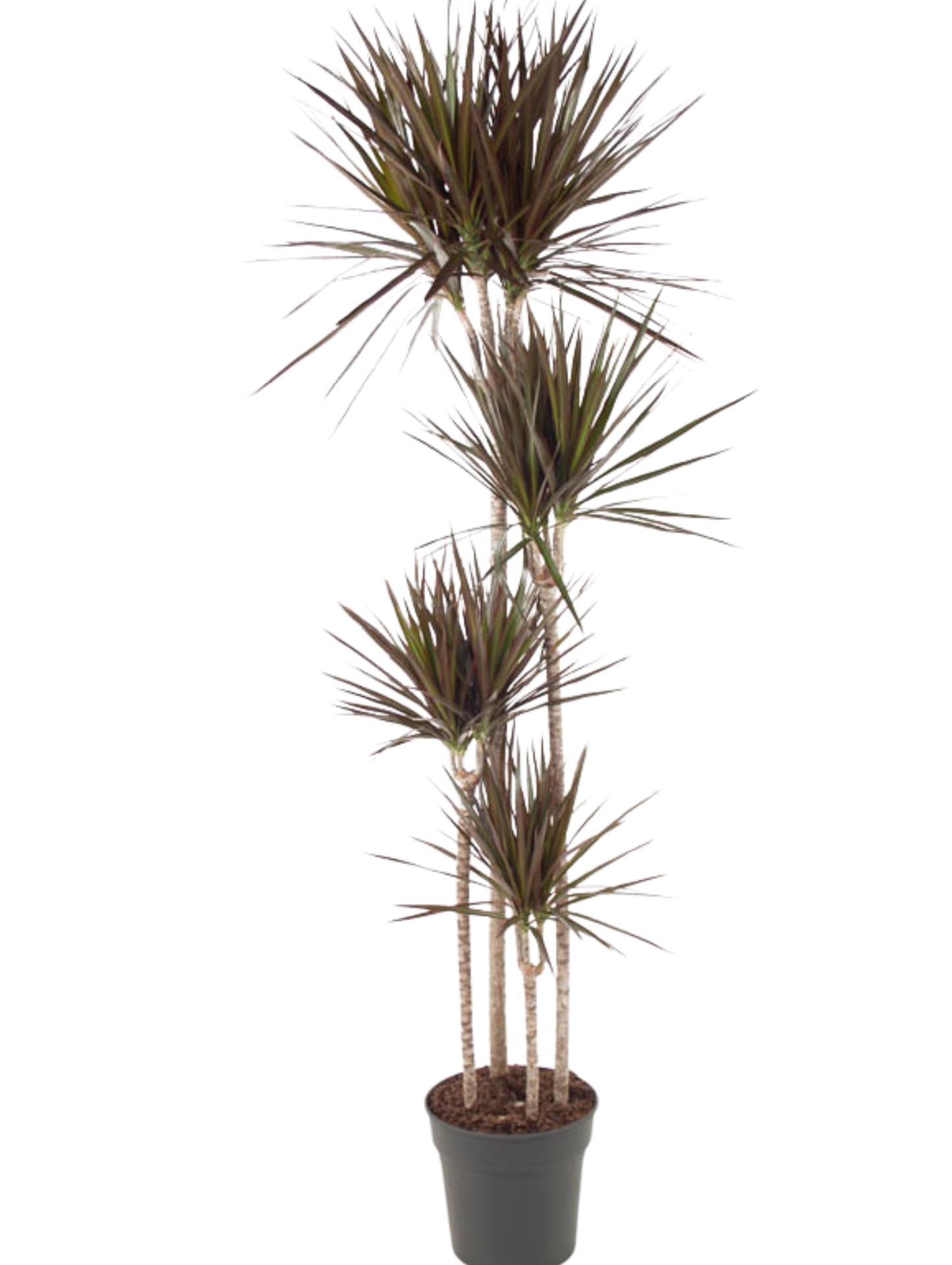 dracaena marginata entretien Dracaena marginata 'Magenta'