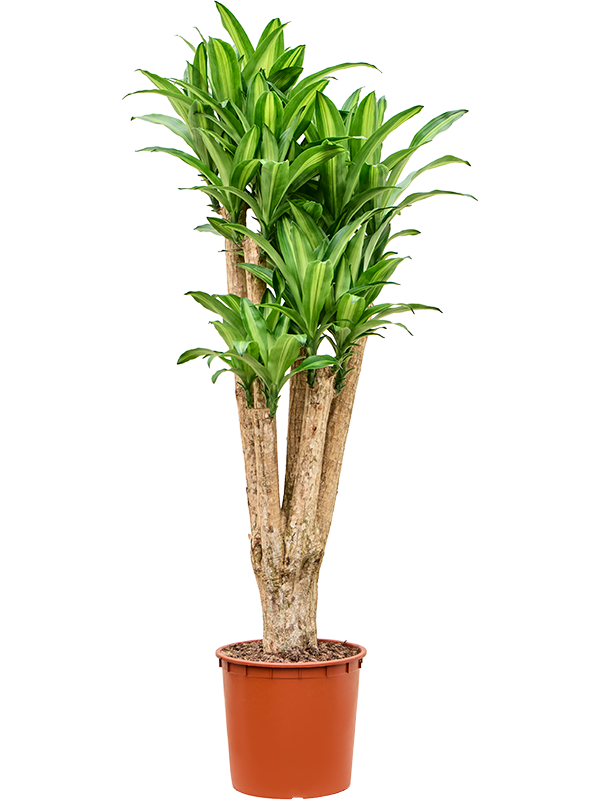 Dracaena massangeana