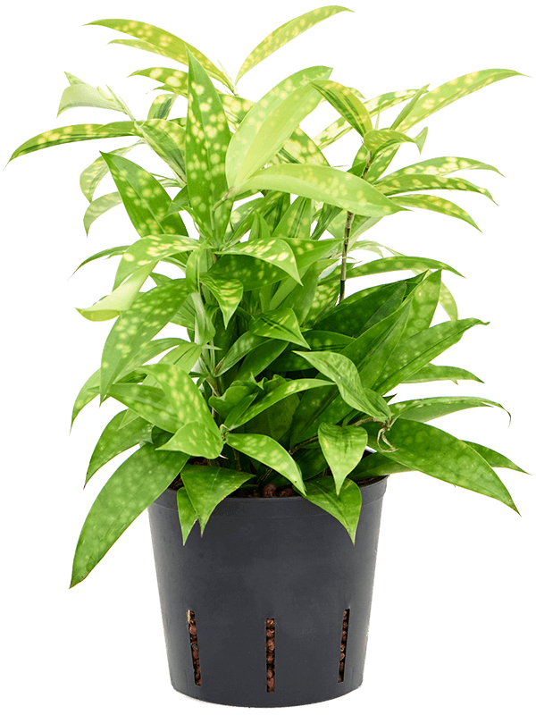 Dracaena surculosa Mike