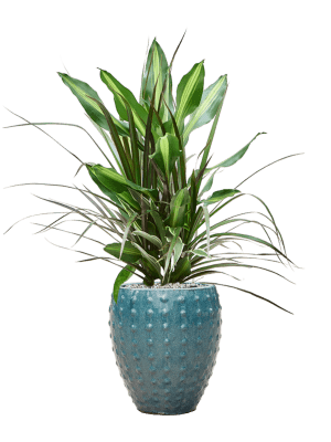 Composition Dracaena combo en Laos