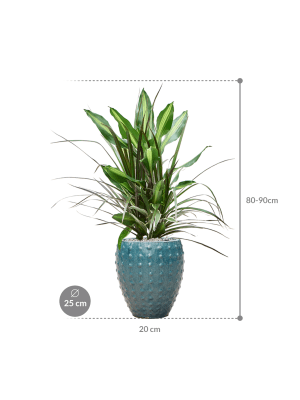 
                  
                    Composition Dracaena combo en Laos
                  
                