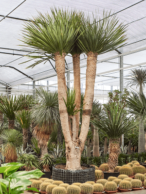 
                  
                    Dracaena Draco.
                  
                