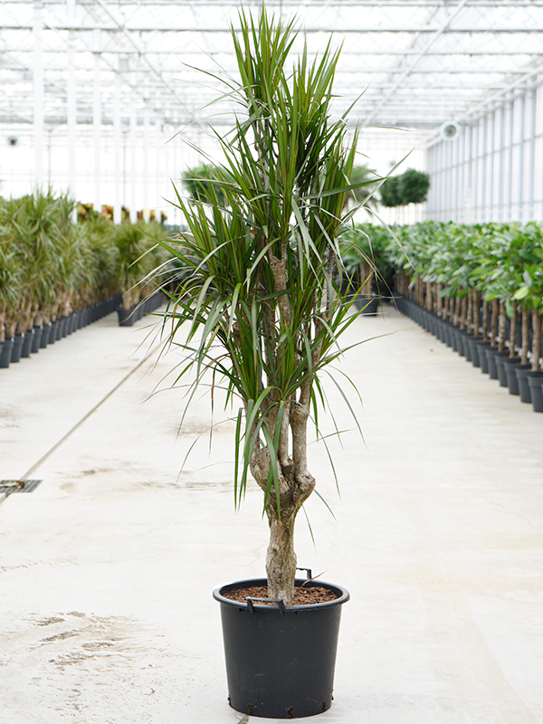 
                  
                    Dracaena marginata
                  
                