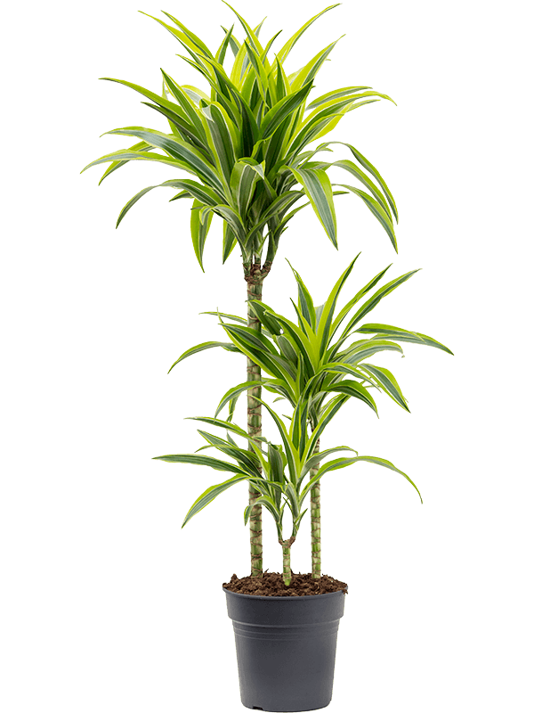 
                  
                    Dracaena fragrans Lemon Lime
                  
                