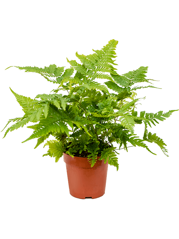 
                  
                    Dryopteris erythrosora
                  
                