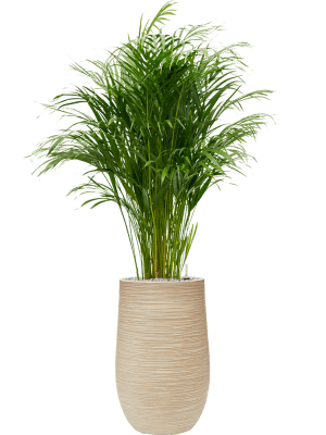 
                  
                    Composition Areca en Baq Dune
                  
                