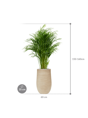
                  
                    Composition Areca en Baq Dune
                  
                