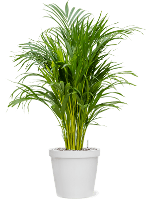 Composition Dypsis (Areca)  en pot Feliz