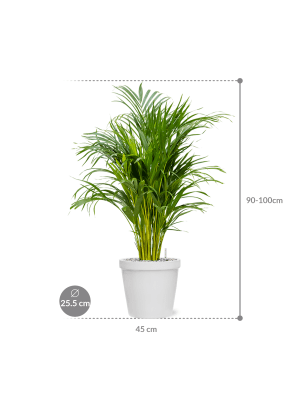 
                  
                    Composition Dypsis (Areca)  en pot Feliz
                  
                