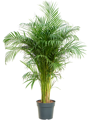 
                  
                    Areca Dypsis lutescens
                  
                