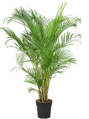 
                  
                    Areca Dypsis lutescens
                  
                