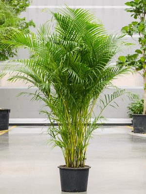 
                  
                    Areca Dypsis lutescens
                  
                
